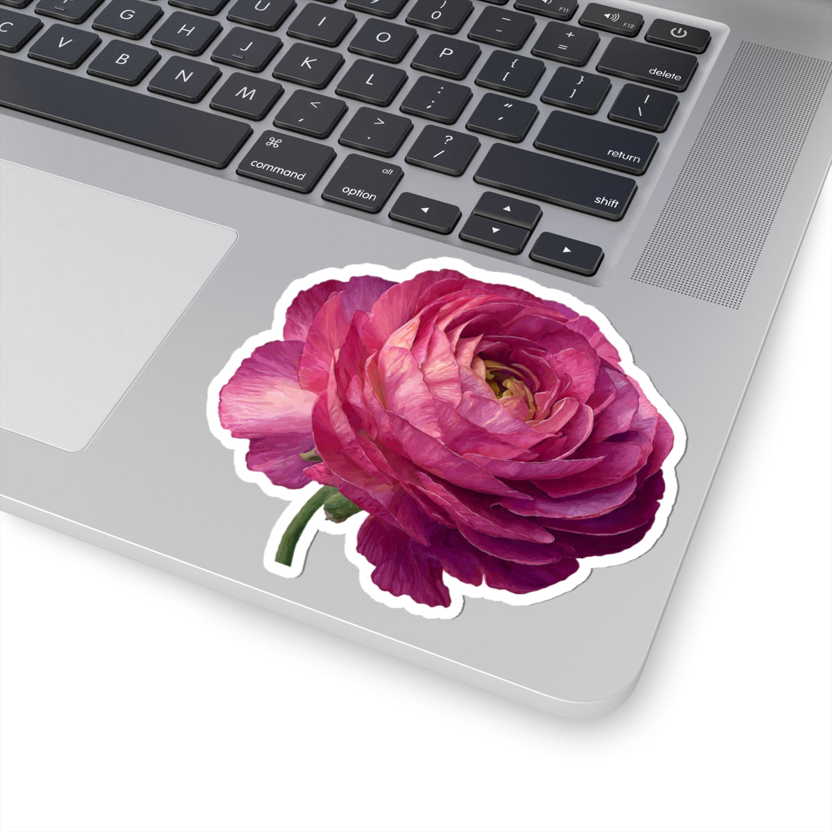 Pink Ranunculus Sticker