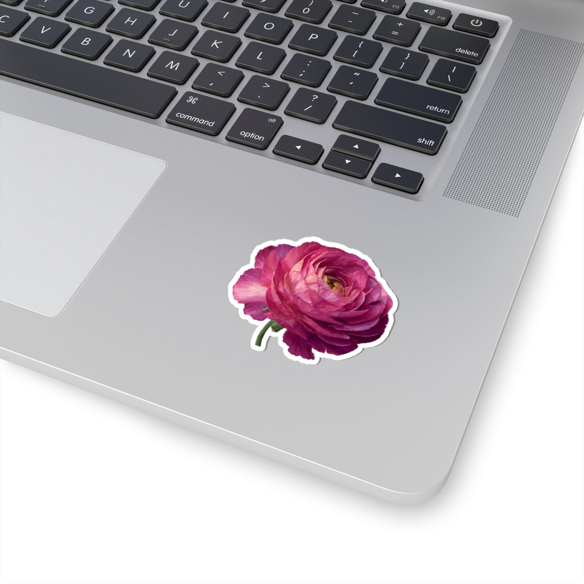 Pink Ranunculus Sticker