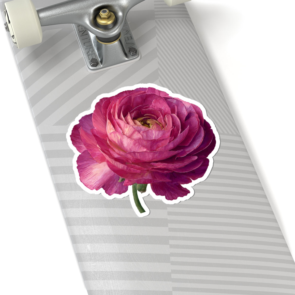 Pink Ranunculus Sticker