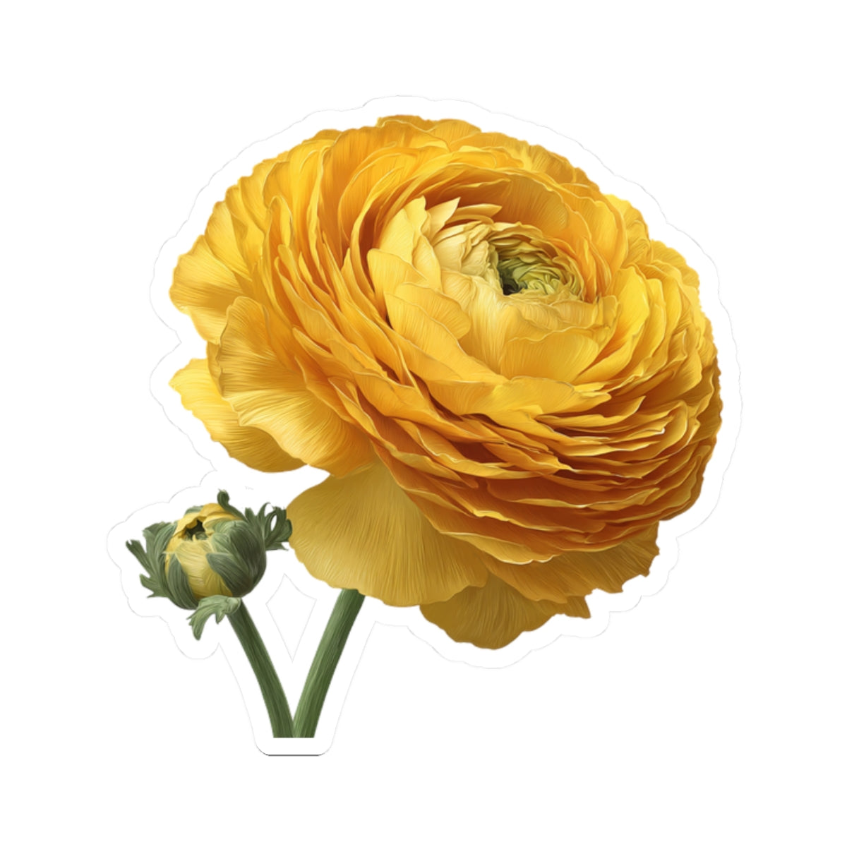 Yellow Ranunculus Sticker