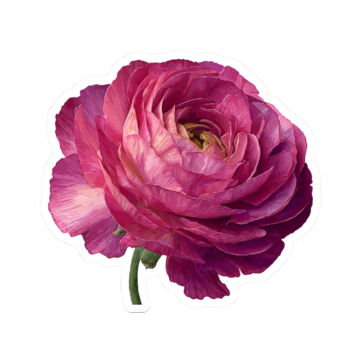 Pink Ranunculus Sticker