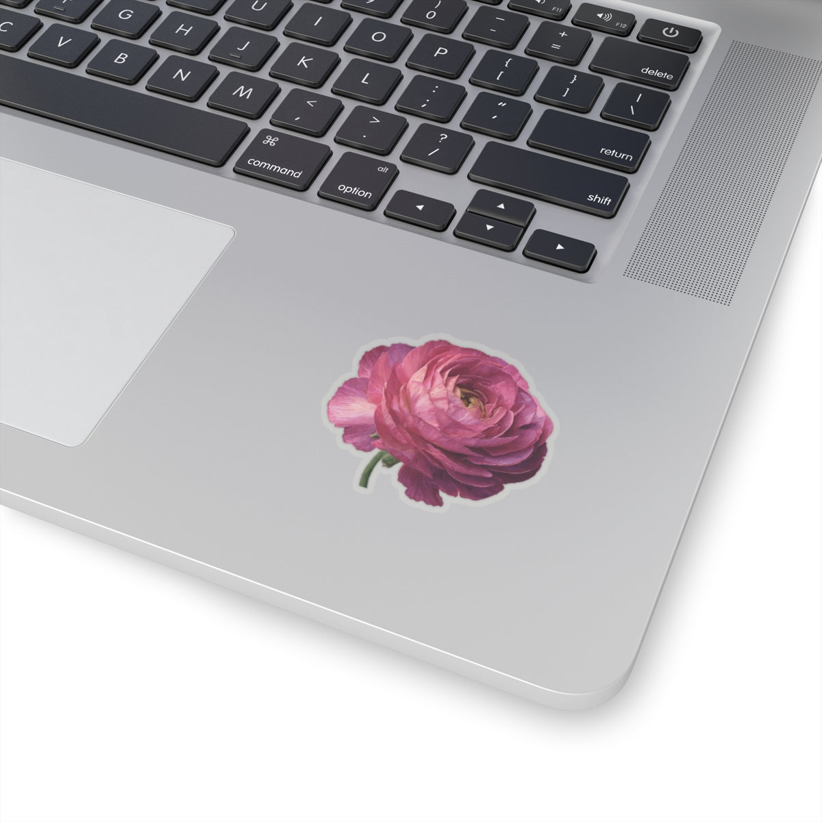 Pink Ranunculus Sticker