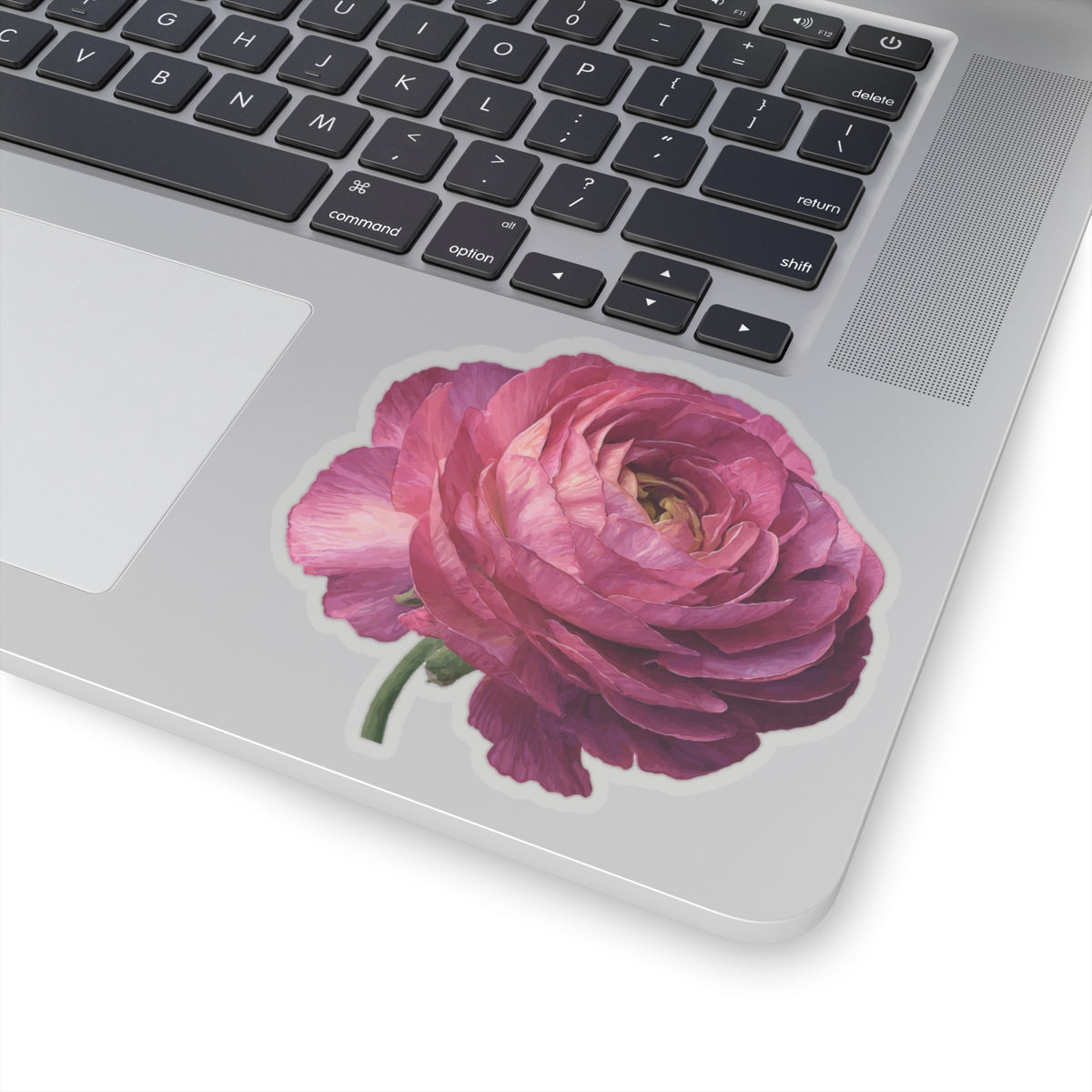 Pink Ranunculus Sticker