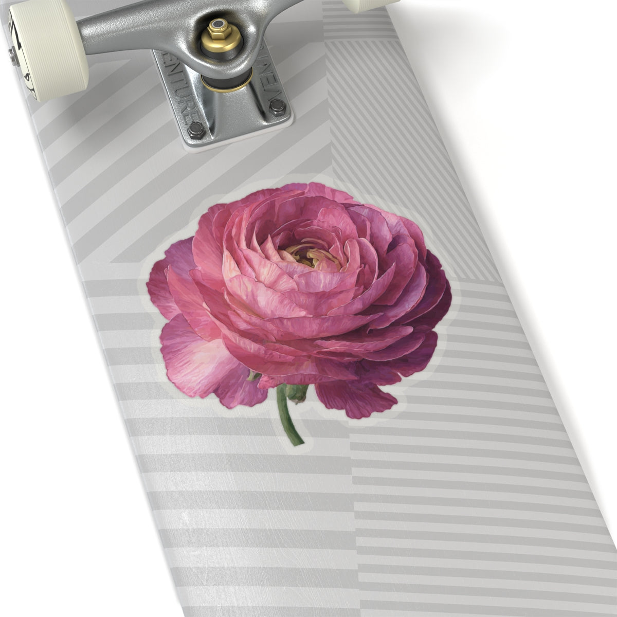 Pink Ranunculus Sticker