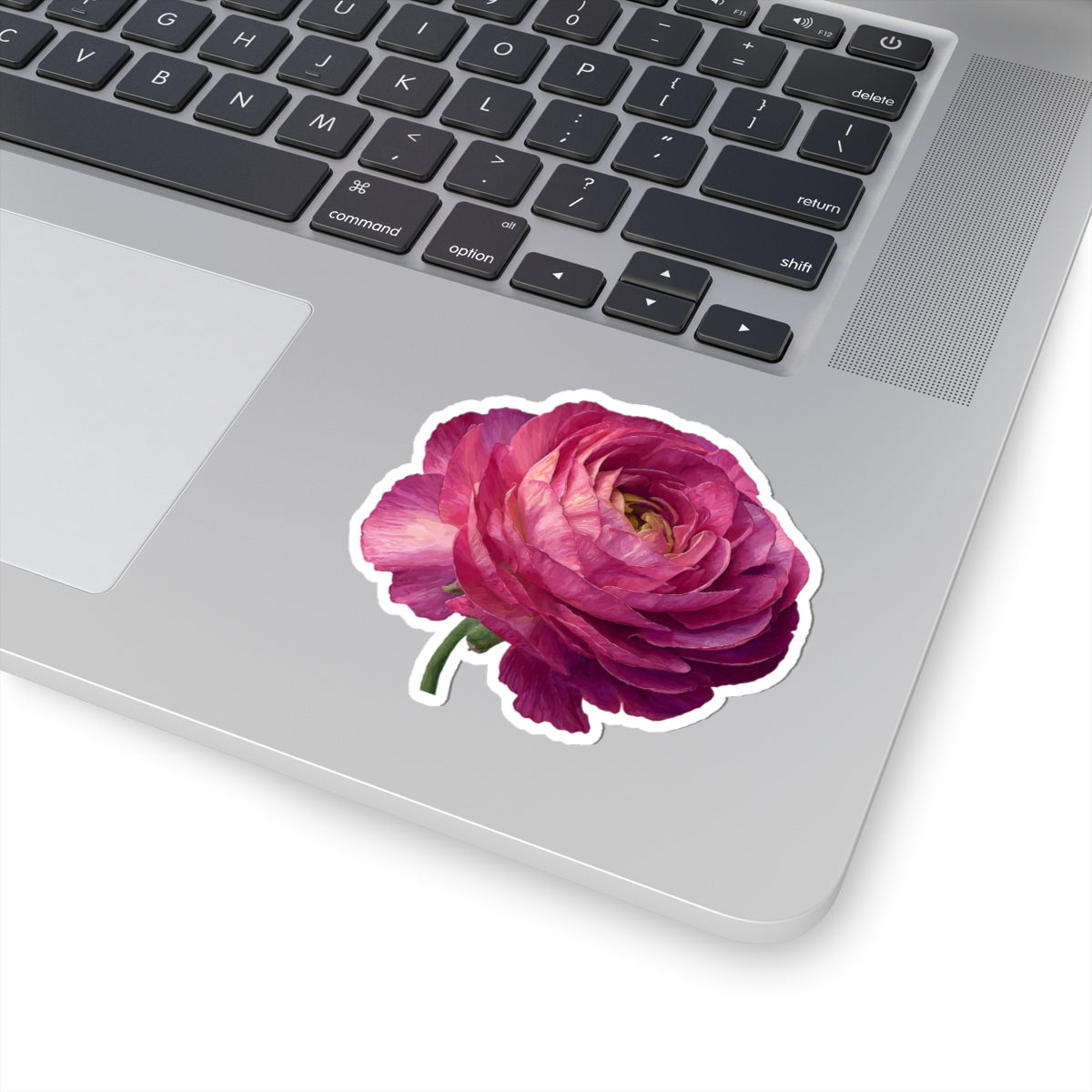 Pink Ranunculus Sticker