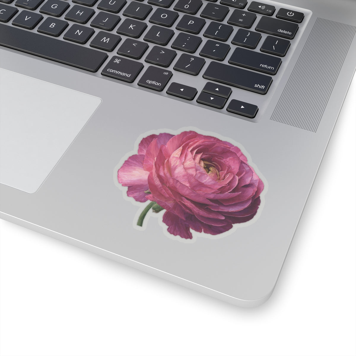 Pink Ranunculus Sticker