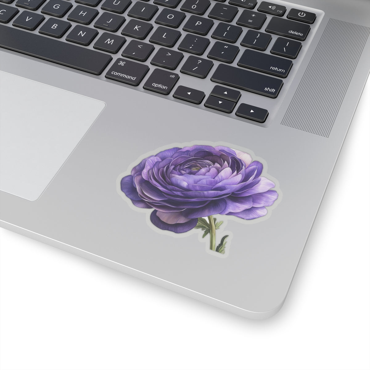 Purple Ranunculus Sticker