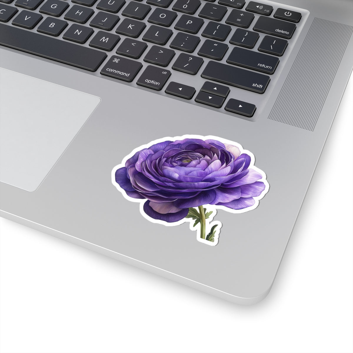 Purple Ranunculus Sticker
