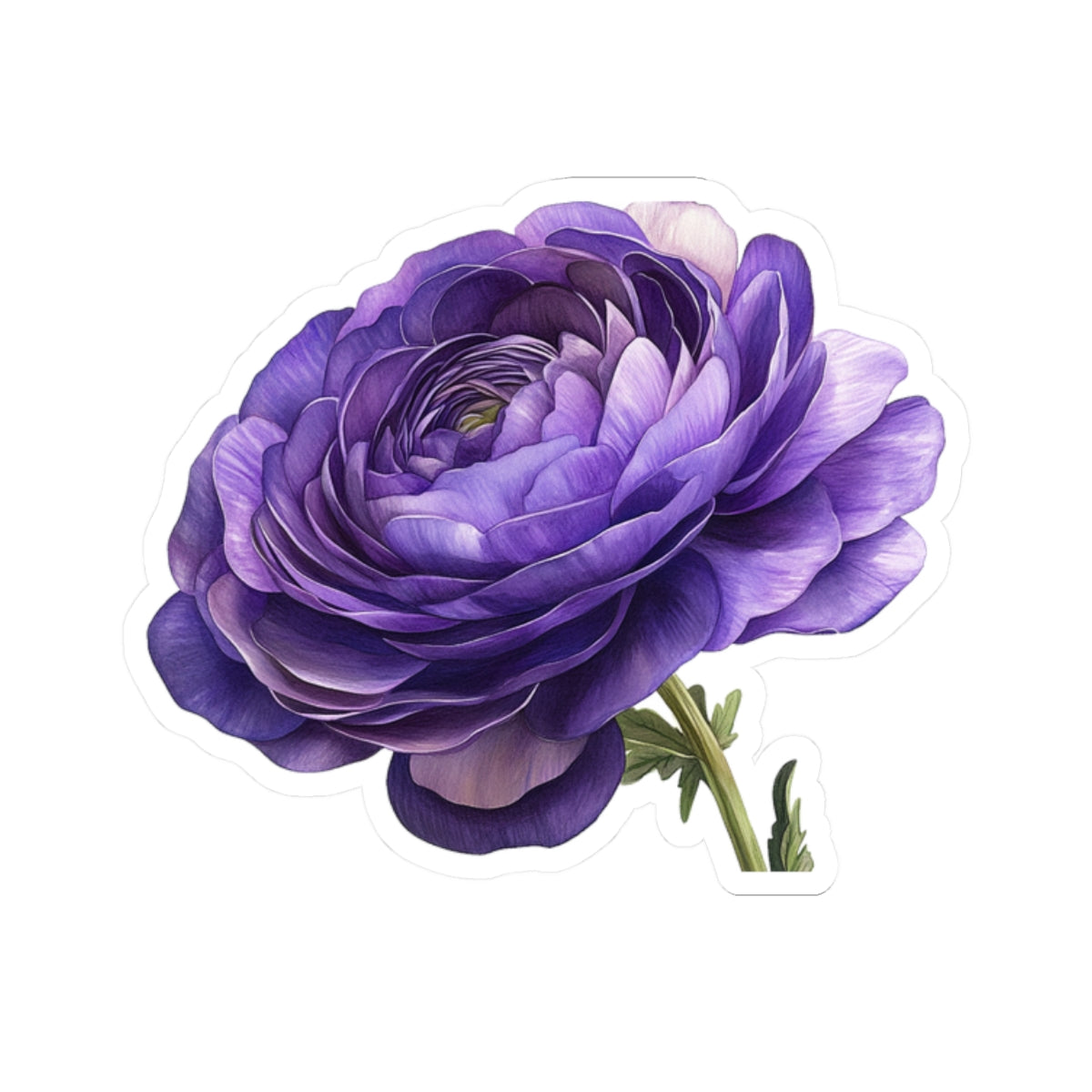 Purple Ranunculus Sticker