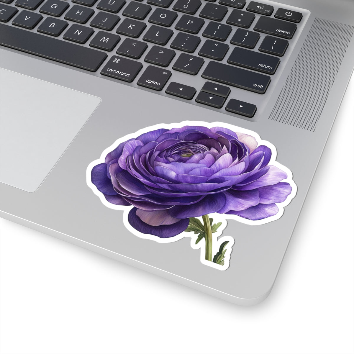 Purple Ranunculus Sticker