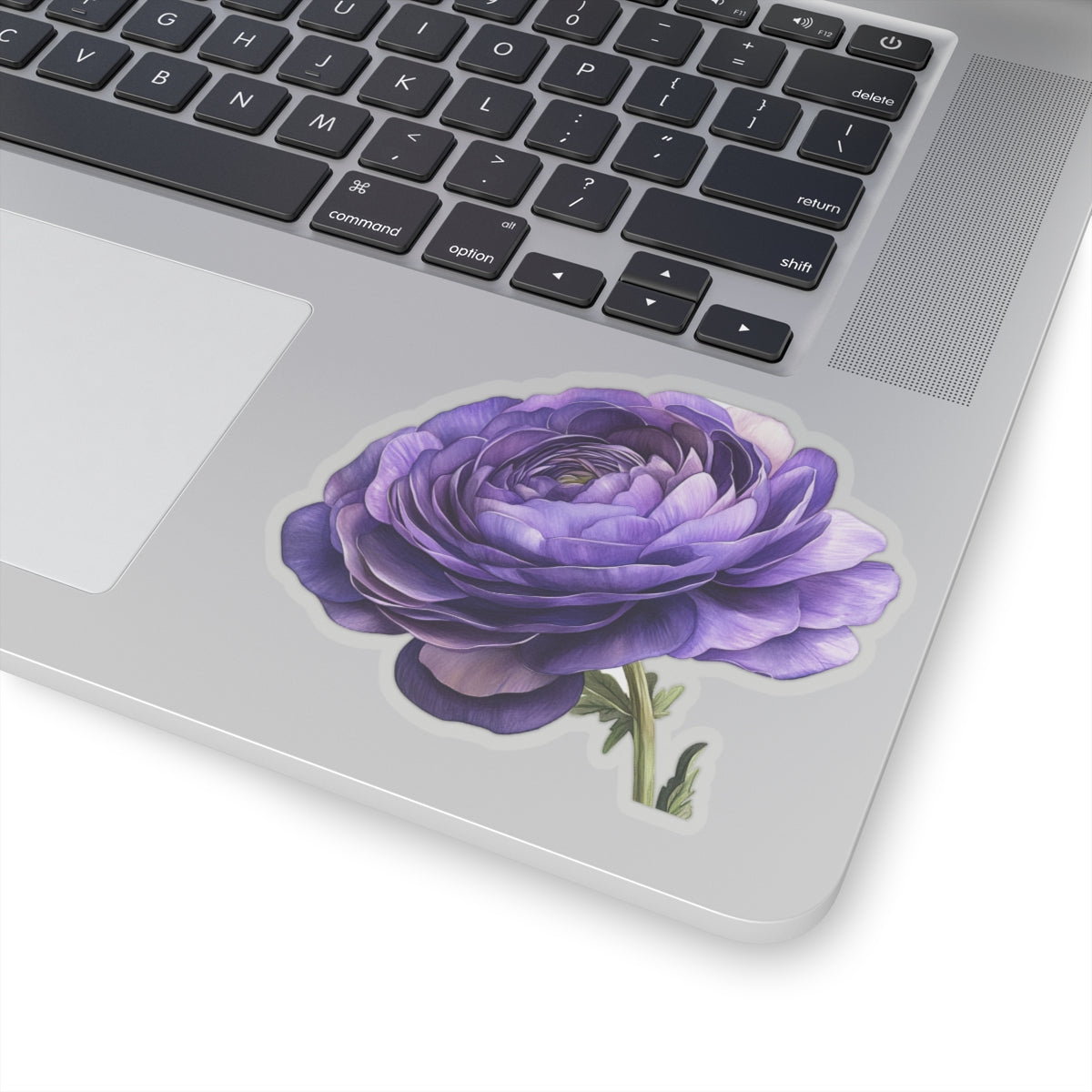 Purple Ranunculus Sticker