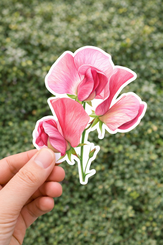 Pink Sweetpea Bloom Sticker