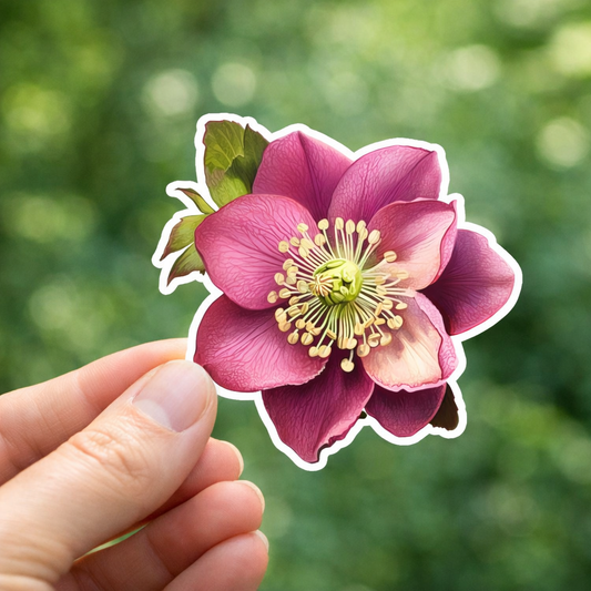 Hellebore Flower Sticker