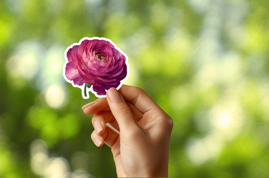 Pink Ranunculus Sticker