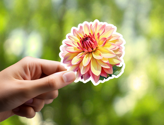Pink and Yellow Dahlia Sticker