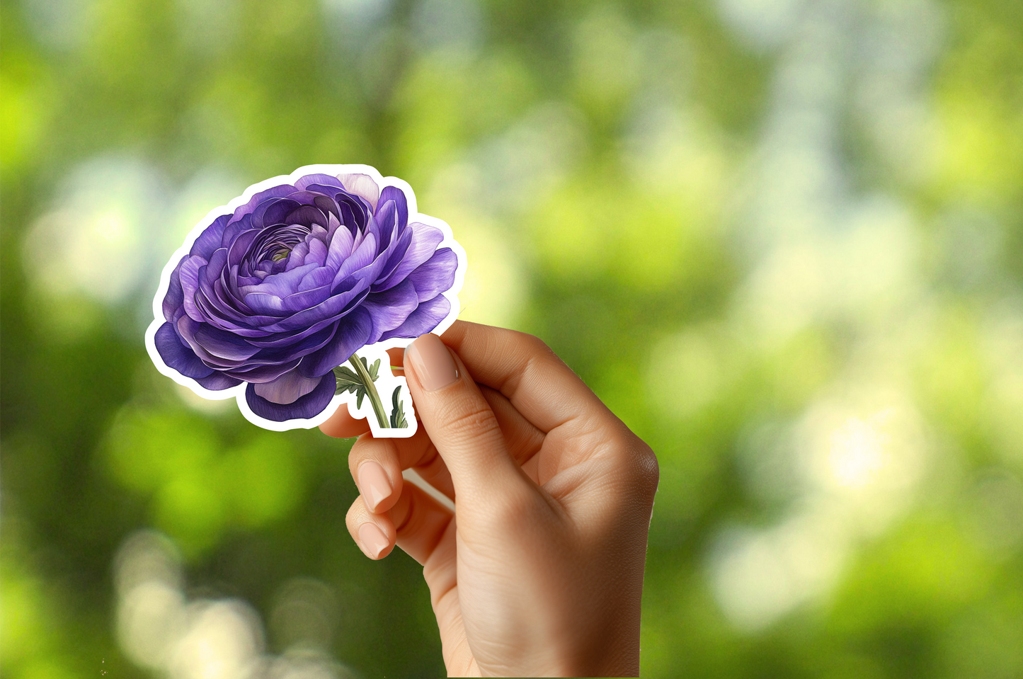 Purple Ranunculus Sticker