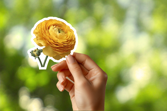 Yellow Ranunculus Sticker